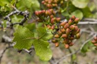 Pistachio tree, Jalal-Abad