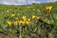 Tulips, Terskey Alatau