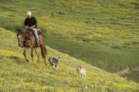 Cowboy, Karakol