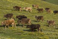 Herd, Karakol