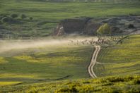 Herd, Karakol