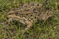 Pelophylax ridibundus, Pristan