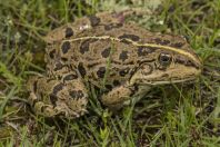 Pelophylax ridibundus, Pristan