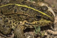 Pelophylax ridibundus, Pristan