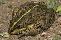 Pelophylax ridibundus, Pristan