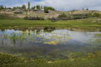 Habitat of Pelophylax ridibundus & Rana asiatica, Pristan