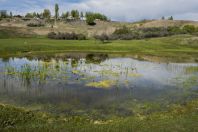 Habitat of Pelophylax ridibundus & Rana asiatica, Pristan