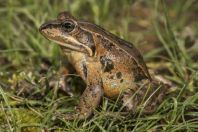 Rana asiatica, Pristan