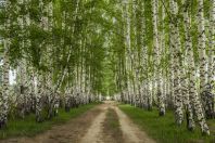 Birch trees, Cholpon Ata