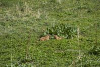 Marmota menzbieri, Ala Archa NP