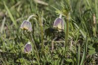 Pulsatilla sp., Ala Archa NP