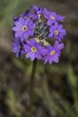 Primula algida, Ala Archa NP