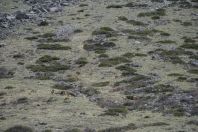Capra sibirica, Ala Archa NP