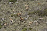 Capra sibirica, Ala Archa NP