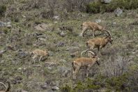 Capra sibirica, Ala Archa NP