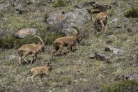 Capra sibirica, Ala Archa NP