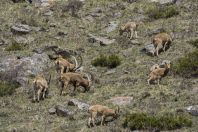 Capra sibirica, Ala Archa NP