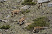 Capra sibirica, Ala Archa NP