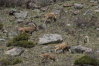 Capra sibirica, Ala Archa NP