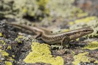 Asymblepharus alaicus, Ala Archa NP