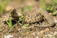 Gloydius cf. halys, Jeti-Ögüz