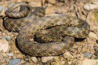 Natrix tessellata, Kazarman