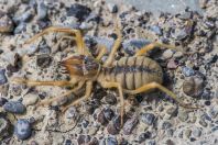 Solifugae, Kazarman