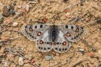 Parnassius sp., Aral