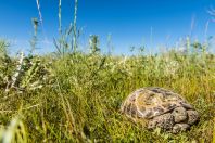 Testudo horsfieldii, Tyolyok