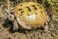 Testudo horsfieldii, Tyolyok