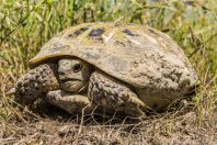 Testudo horsfieldii, Tyolyok