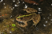 Pelophylax ridibundus