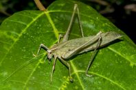 Locust, Kaeng Nyui
