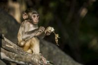 Macaques, Ban Dong Muong