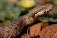 Montivipera bornmuelleri, Kfardebian