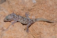 Hemidactylus turcicus, Qaa