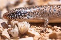 Chalcides ocellatus, Qaa