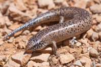 Chalcides ocellatus, Qaa