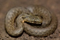 Natrix tessellata, Marj El Simah