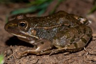 Pelophylax bedriagae, Marj El Simah