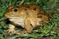 Pelophylax bedriagae, Marj El Simah