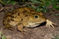 Pelophylax bedriagae, Marj El Simah