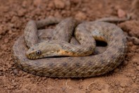 Natrix tessellata, Marj El Simah