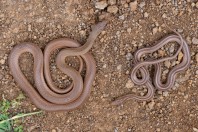 Eirenis decemlineatus, Marj El Simah