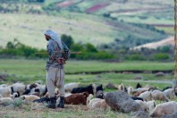 Shepherd, Marj El Simah