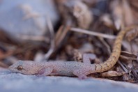 Mediodactylus amictopholis, Rachaiya