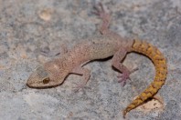 Mediodactylus amictopholis, Rachaiya
