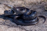 Dolichophis jugularis asianus, Aanjar