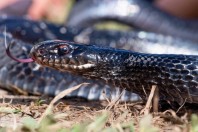 Dolichophis jugularis asianus, Aanjar