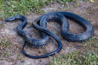 Dolichophis jugularis asianus, Aanjar